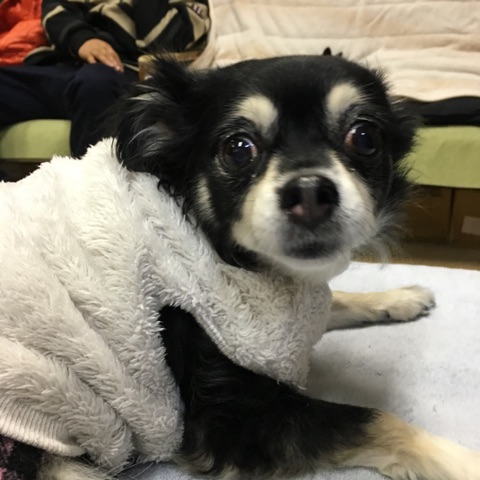 【今日の里帰りワンコ🐶雑種猫のくーちゃん💕、トイプードルのアポロ💕、チワワのまろちゃん💕】Ｎｏ２